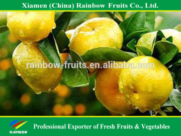 Chinese Nanfeng Honey Baby Mandarin top quality