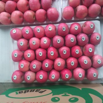 Highland Fresh Fuji Apple