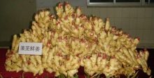 fresh Chinese old crop new crop ginger