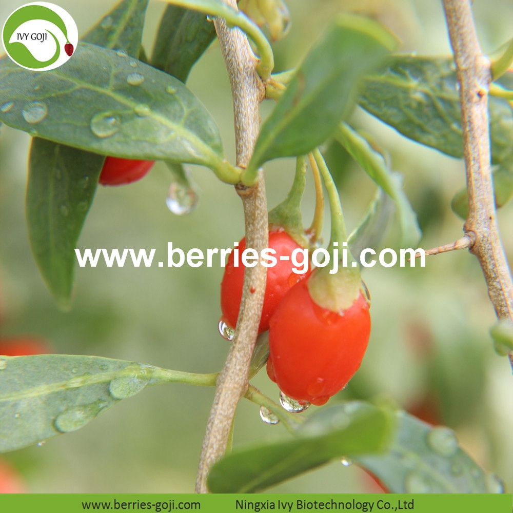 goji berry