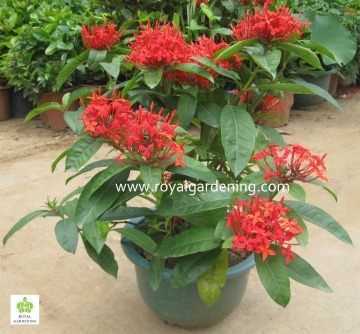 Jungle Flame,ixora chinensis (Ixora chinensis Lam)Ornamental Plants