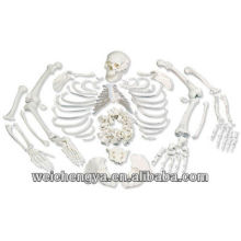 Disarticulated Skeleton With Skull Model