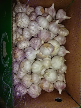 Size 5.0cm 2020 Normal White Garlic