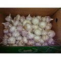 Size 5.0cm 2020 Normal White Garlic