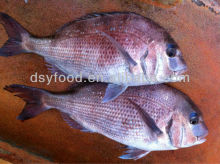 Blue Spotted Seabream,Red Seabream,Dorade Rose