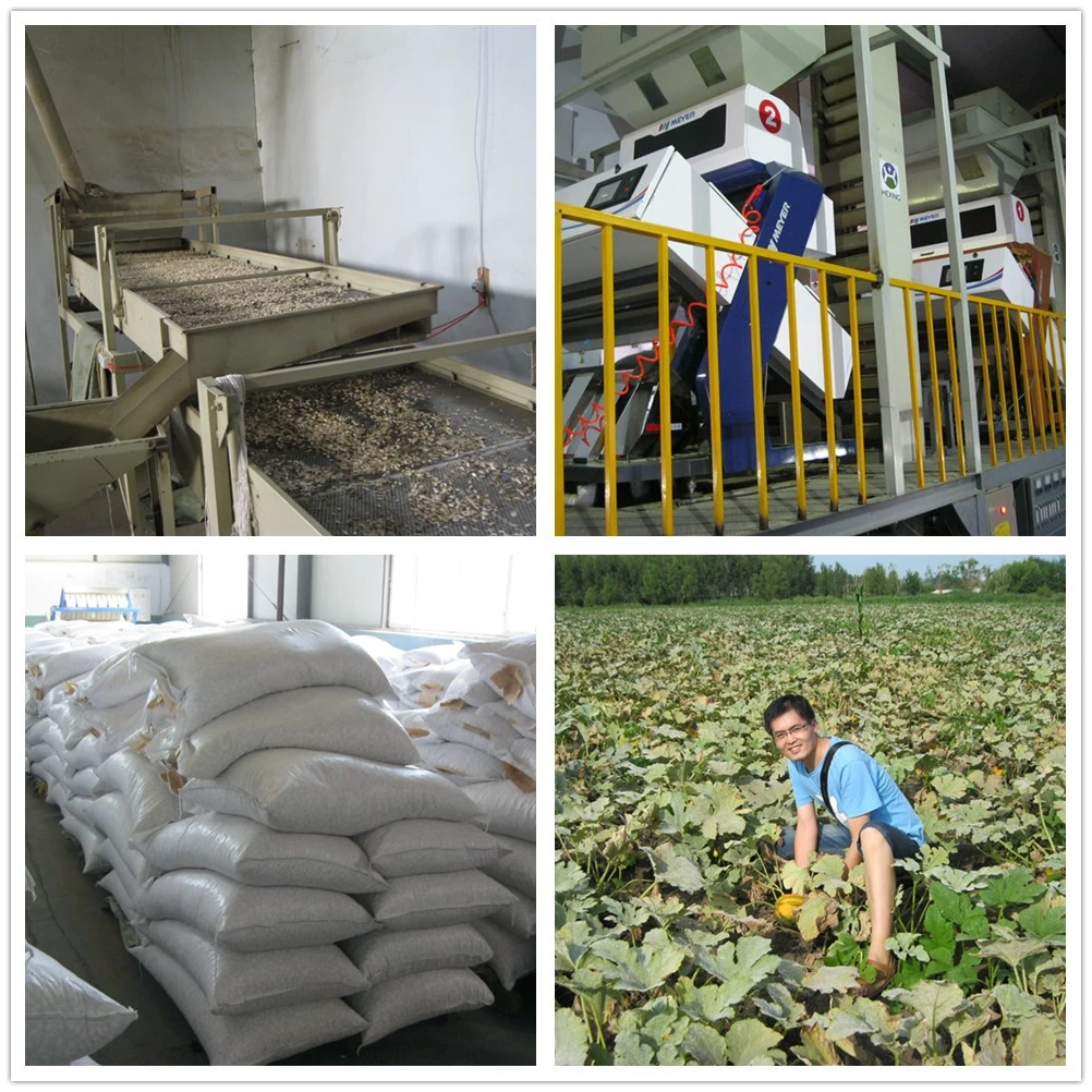 Perfect Quality Sunflower Seeds From Shandong Guanghua Inner Mengulia