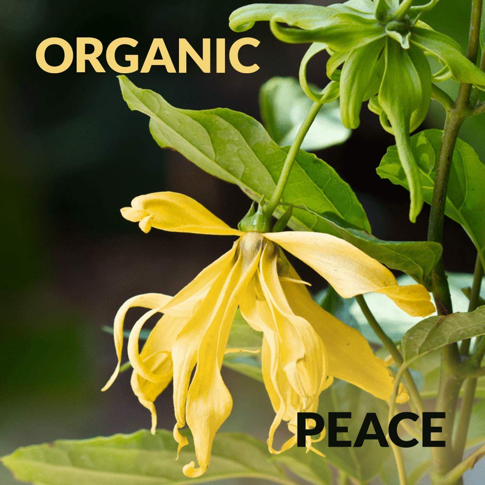 Ylang Ylang oil5