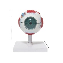 FORESTEDU 6x Magnification Anatomical Eyeball Model with Artificial Lens - 7-Part Teaching Resource