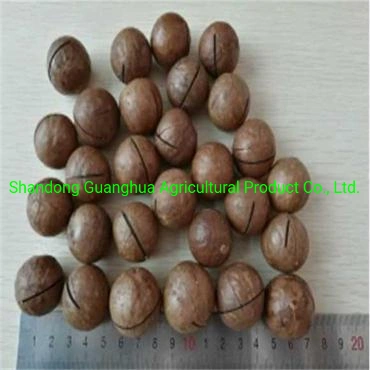 Best Quality and New Crop Almonds in Shell