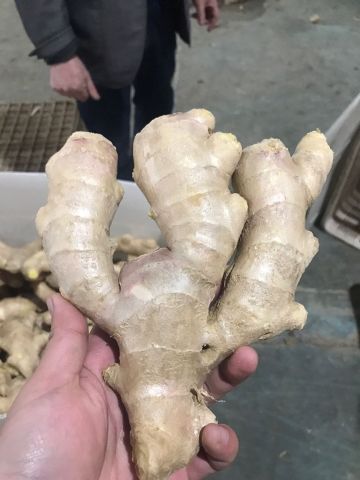 Top Quality Fresh Air Dried Ginger