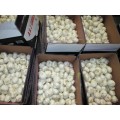 2020 High Quality Pure White Garlic