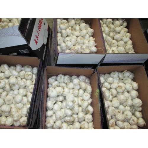 2020 High Quality Pure White Garlic