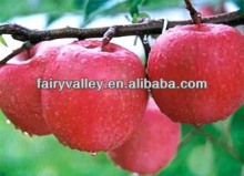 Big And Honey Sweet Apple Seeds Organic For Growing/Planting