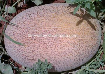 F1 Hybrid Hami melon seeds For Growing-TGHM020