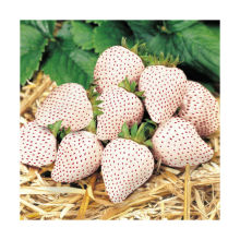 The Rare White Strawberry Seeds Pineapple Strawberry Seeds Creamy Strawberry Seeds 4 Seasons Sowing