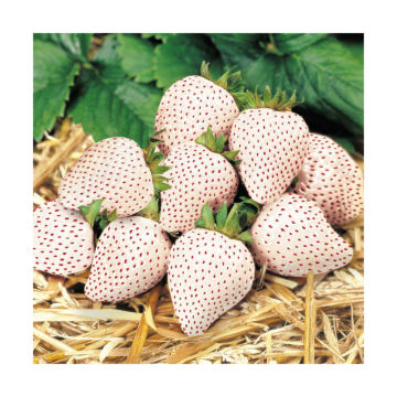 The Rare White Strawberry Seeds Pineapple Strawberry Seeds Creamy Strawberry Seeds 4 Seasons Sowing