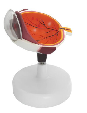 Half an eye model