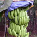 Bagging Bunch Banana in Kraft Protection Paper