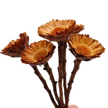 UKIQUEEN Natural Dried Flowers Fall Decor - Protea Compacta Branches