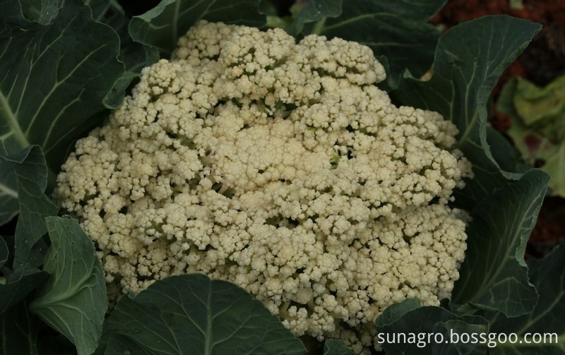 Frozen Organic Bulk Cauliflower