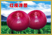 2015 Chinese Best Red Onion Seeds For Growing