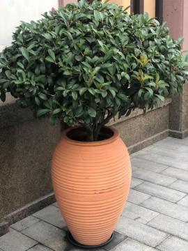 Bulk Buy Terracotta Pots With Drainage Holes