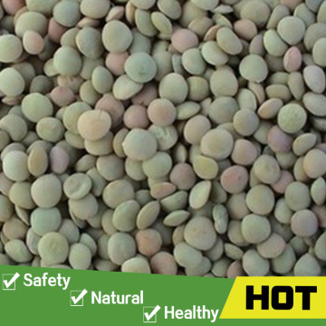 Chinese split lentils for export