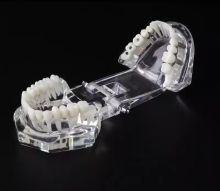 Dental Removable Demonstration for Teaching Teeth Model