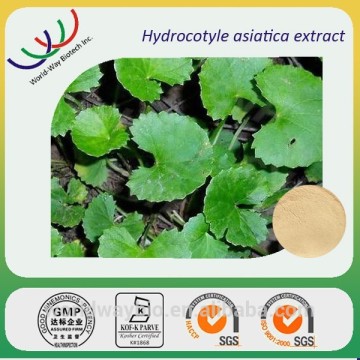 Free samples gotu kola extract , 10%-90% asiaticoside Hydrocotyle asiatica extract, high quality Hydrocotyle asiatica extract