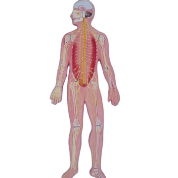 DARHMMY: Anatomical Model of the Human Nervous System for Medical Education