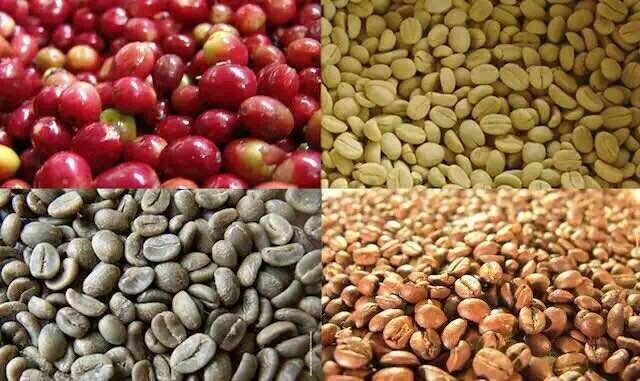 Chinese coffee,yunnan green coffee beans,screen 13-15,arabica type