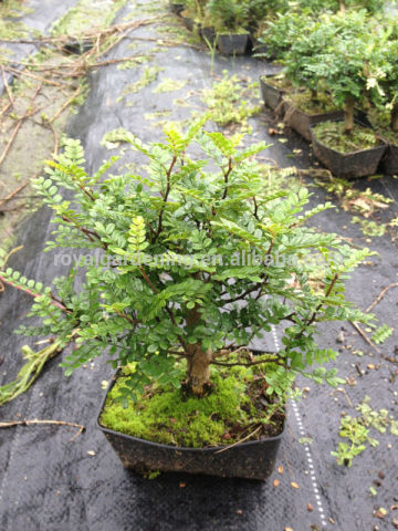 Zanthoxylum Odorum bonsai nursery