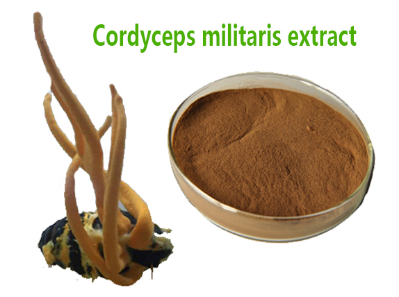 Cordyceps Mycelia extract