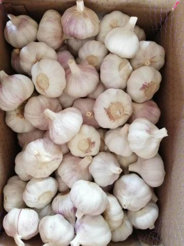 Delicious fresh garlic super garlic New crop 2020