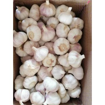 Delicious fresh garlic super garlic New crop 2020