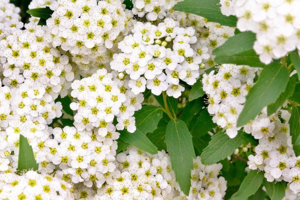 Spiraea 1