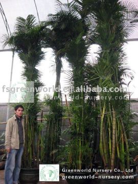indoor potted palm trees