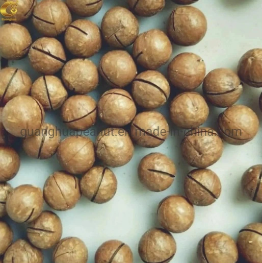 New Crop Roasted Macadamia Nuts in Shell