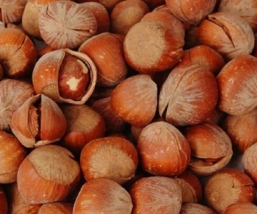 Delicious Wild Natural Flavor Hazelnuts