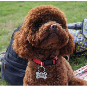 Tag d&#39;identità per cani incisa da osso