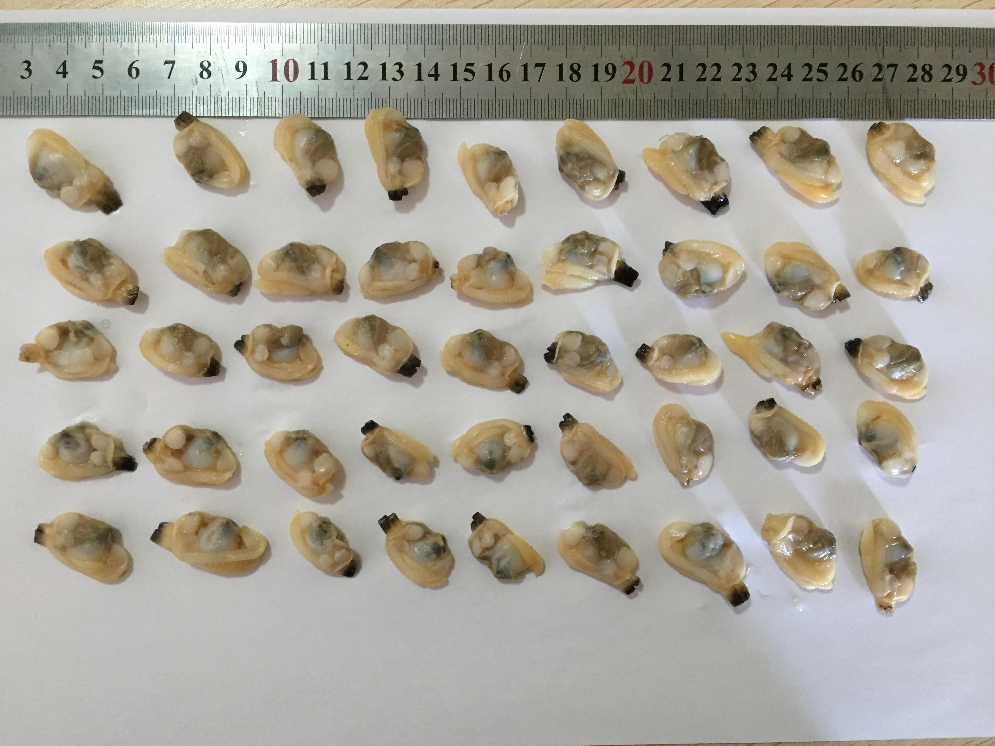 Mrożone gotowane małże mięso z owocami morza