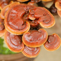 Detoxify 10% Ganoderma lucidum extract