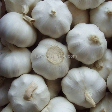 Fresh normal white garlic on sale China garlic price dried garlic