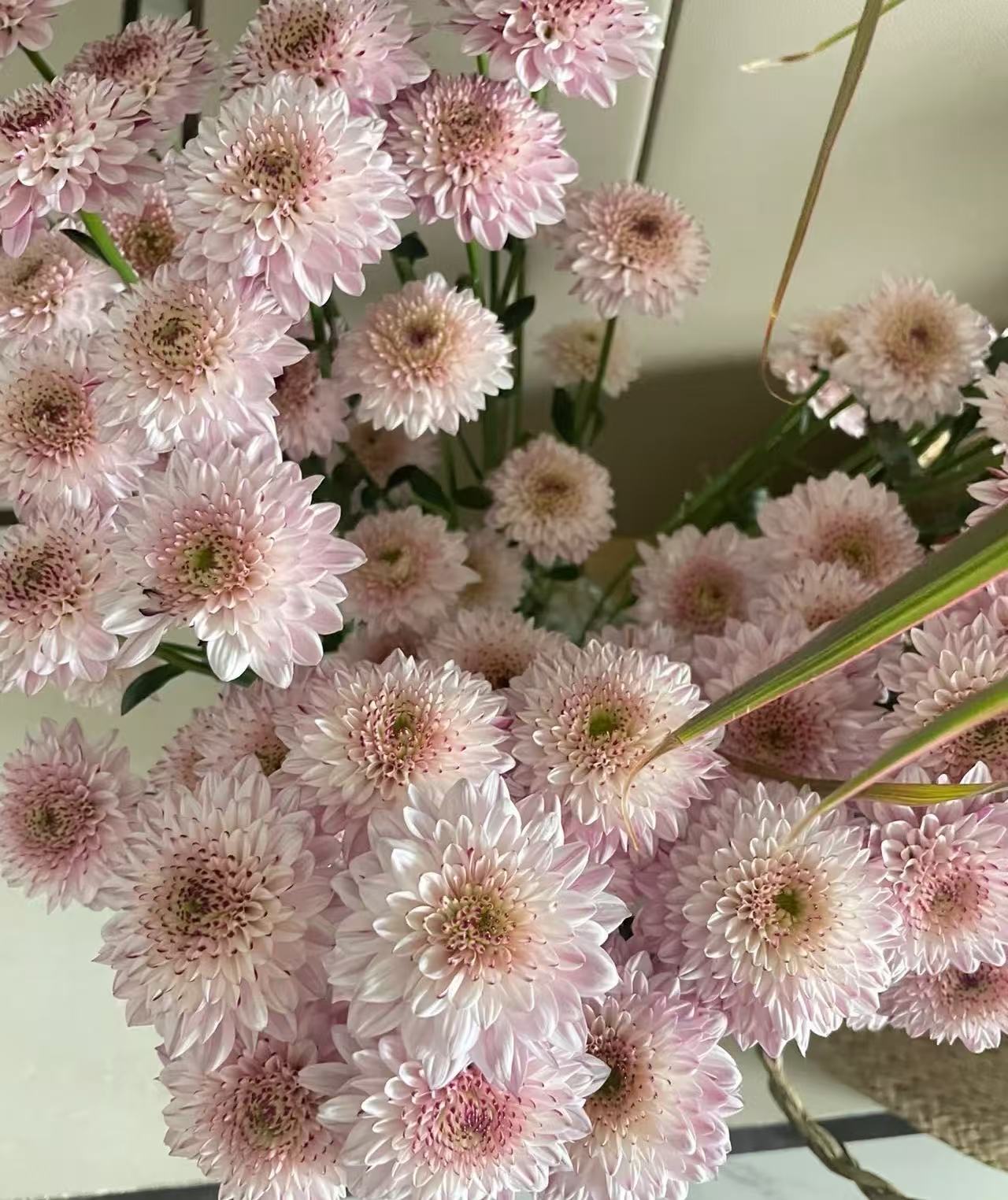 আবে গোলাপী চন্দ্রমল্লিকা Abe pink chrysanthemum