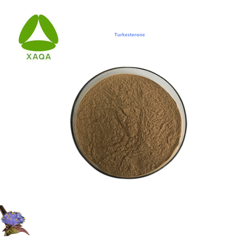 Ajuga Turquestanica Turquesterona Powder Suplemento dietético