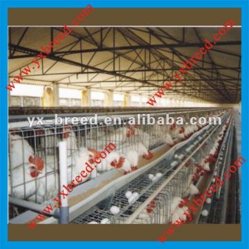 Environment-friendly poultry broiler chicken
