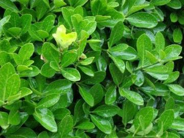 Wintergreen Essential Oil 30ml