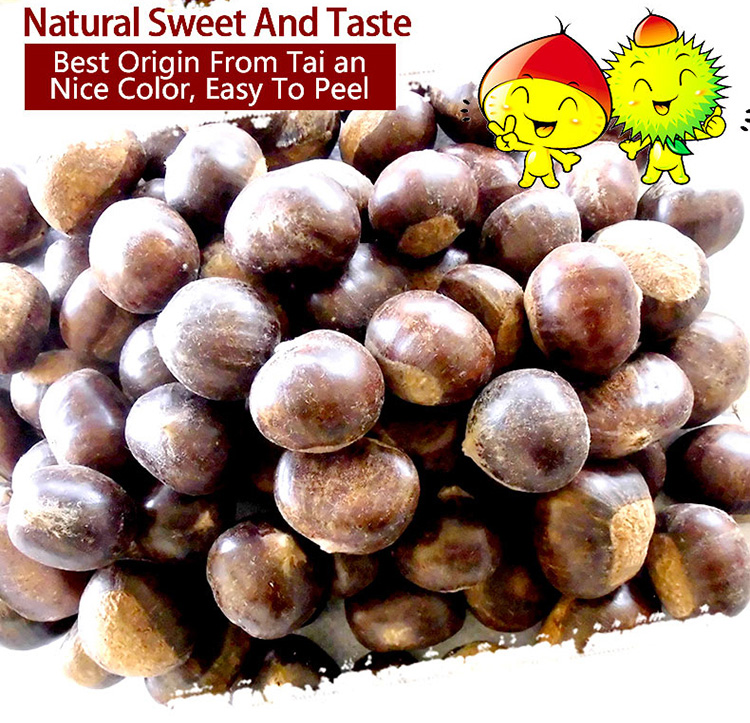 new crop big size fresh shandong tai an chestnut