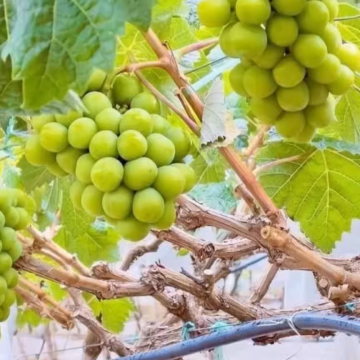 Sunshine Rose Grapes seedless grape