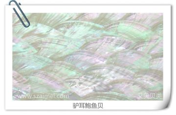 Abalone (Paua) white selection shell paper